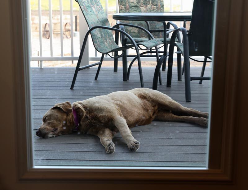Sleeping dog